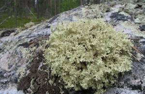 Исландский мох: лечебные свойства и противопоказания, польза и вред растения, где оно растет в России