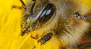 Пчелиная пыльца – как принимать и дозировать этот продукт пчеловодства?