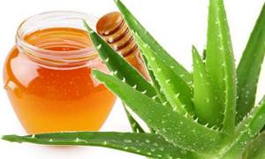 Алоэ с медом: полезные свойства и особенности применения