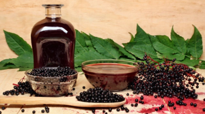 Бузина черная: лечебные свойства и противопоказания, описание растения и применение при лечении онкологии
