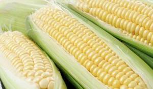 Черная кукуруза: чем полезен этот сорт?