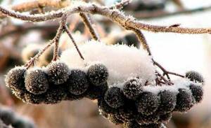 Когда собирать черноплодную рябину: правила уборки и хранения урожая, можно ли замораживать