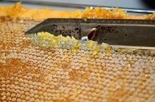 Перга пчелиная: противопоказания или когда нельзя применять пчелиный хлеб