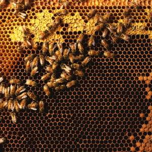 Пчелиная перга: что это такое и чем она отличается от пыльцы