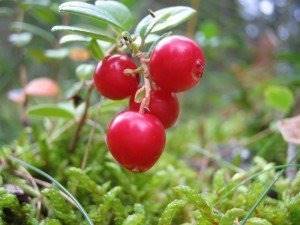 Кисель из клюквы: из свежих и замороженных ягод