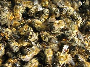 Пчелиный подмор: лечебные свойства, как принимать это средство, польза, вред и возможные противопоказания