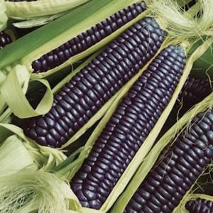 Черная кукуруза: чем полезен этот сорт?