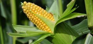 Кукуруза при похудении: правила употребления