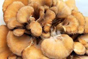 Солгар: экстракт грибов рейши, шиитаке, мейтаке – уникальные иммуностимулирующие и противораковые свойства, где купить и отзывы покупателей