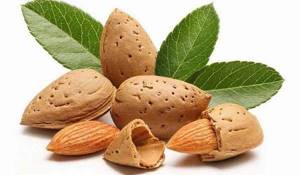 Лесной орех – о пользе ядер фундука и применении орехового масла