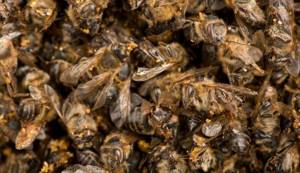 Пчелиный подмор: рецепты для суставов, приготовление настойки для лечения подагры и остеохондроза