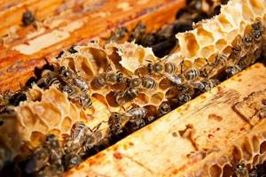 Пчелиный воск – все о натуральном продукте пчеловодства