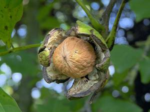 Настойка зеленого грецкого ореха: при каких заболеваниях можно применять это средство