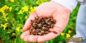 Как высушить пчелиный подмор: простые рекомендации для домашних условий, cколько он хранится