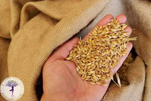 Сок ростков пшеницы: польза изумрудного коктейля