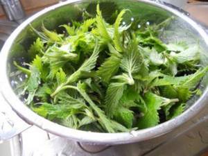 Крапива – лечебные свойства и противопоказания жгучего растения