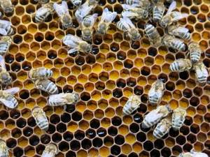 Перга пчелиная: противопоказания или когда нельзя применять пчелиный хлеб