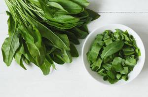 Щавель – польза и вред листового овоща