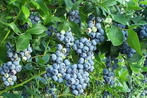 Голубика – полезные свойства и характеристики растения