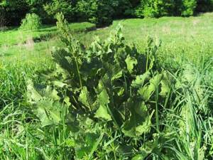Конский щавель – неприметное растение с большим спектром целебных свойств