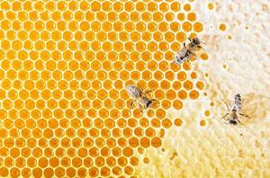 Пчелиный забрус – применение восковой пленки