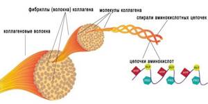 Коллаген и эластин:  белки молодости, как происходит их синтез и выработка в организме человека