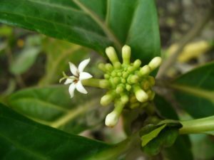 Нони (моринда цитрусолистная): лечебные свойства плодов и листьев