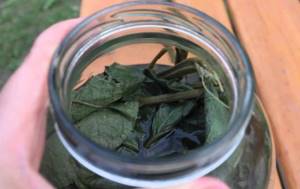 Листья лопуха: лечебные свойства и применение в народной медицине,  от чего помогает отвар и чем он полезен для женщин