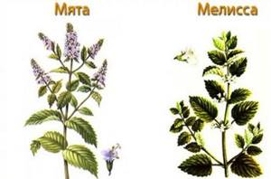 Мята и мелисса — отличия лекарственных растений
