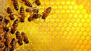 Белый мед: чем он отличается от других сортов меда?