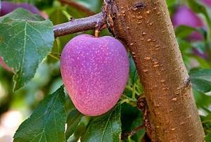 Бойзенова ягода: необычный гибрид с большими возможностями