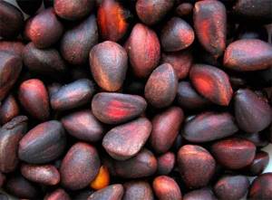 Кедровые орехи: польза и вред, сколько можно и нужно съедать в день, калорийность продукта, его цена