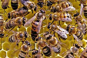 Как пчелы делают мед и для чего?