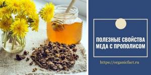 Мед с прополисом: полезные свойства и лечебные качества