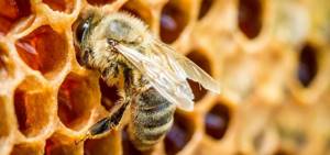 Природный антибиотик now foods Прополис 1500 — от пчел с любовью