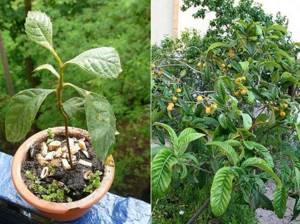 Мушмула: польза и выращивание дома