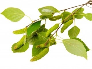 Отвар березовых листьев: разноплановое лечебное действие