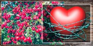Настойка боярышника – крепкие нервы и здоровое сердце