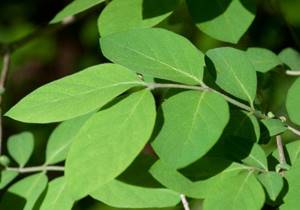 Листья жимолости: полезные свойства и противопоказания кустарника