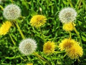 Одуванчик – лечебные свойства и противопоказания необычного сорняка