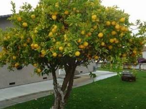 Фрукт лайм: чем он отличается о лимона, полезные свойства плодов и их применение