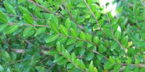 Листья жимолости: полезные свойства и противопоказания кустарника