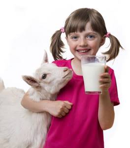 Козье молоко: польза и уникальный состав