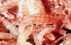 Масло криля: польза и противопоказания, свойства krill oil и когда оно показано к применению, где можно купить