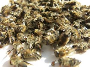 Мертвые пчелы - применение в лечебных целях