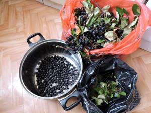 Когда собирать черноплодную рябину: правила уборки и хранения урожая, можно ли замораживать