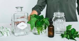 Настойка крапивы: применение и противопоказания, рецепты на водке, отзывы