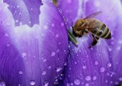 Падевый мед – достойная замена цветочного аналога