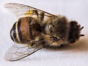 Мазь из пчелиного подмора: как приготовить и правильно использовать, при каких заболеваниях рекомендуется
