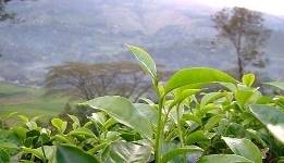 Чай Золотая улитка - повышаем качество жизни элитным напитком
